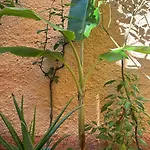 Innerbloom Private House Daire *
