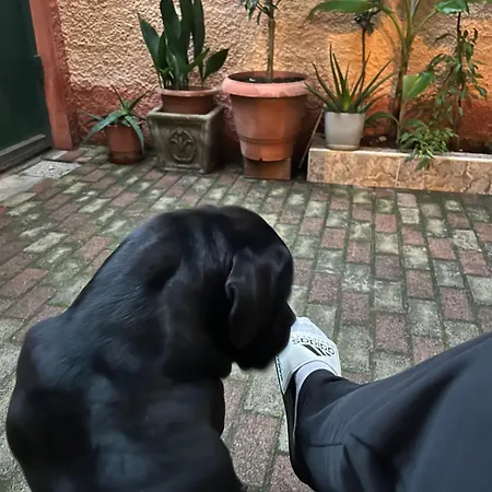 Innerbloom * טיראנה