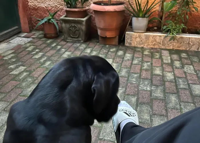 Innerbloom * טיראנה