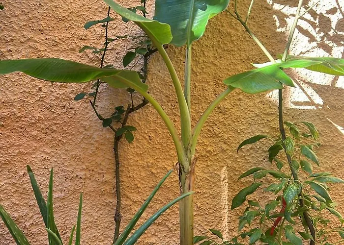 Innerbloom דירה *